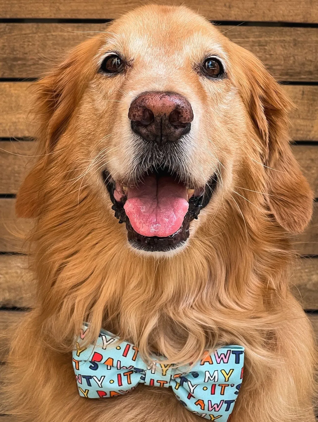 It's My Pawty Birthday Bandanas in Pink and Blue