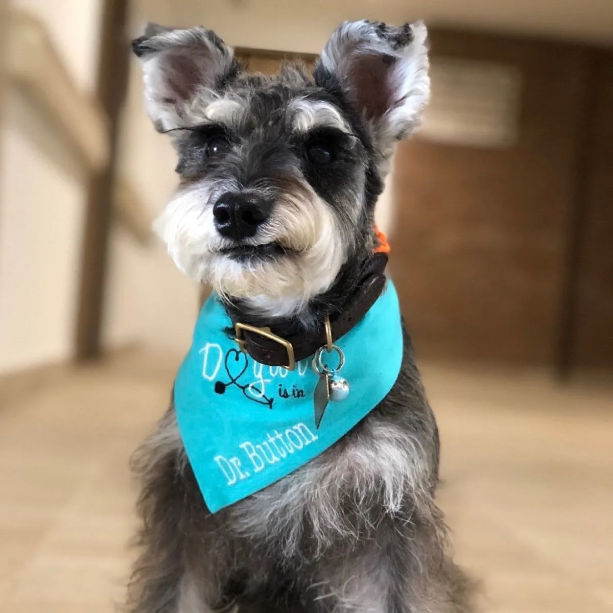 The Dogtor is In - Therapy Dog Bandana - Customize with Pets Name